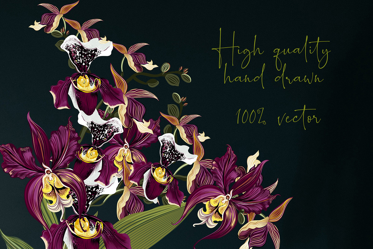 Hand drawn vector orchids, a Decorative Illustration by FleurArt (Photo 9 of 11)