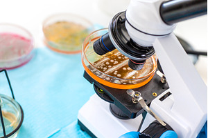 Examine bacteria in petri dishes in, a Technology Photo by yanadjana