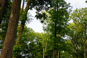 Family walking through lush green forest on a summer day, a Person Photo by AS photostudio