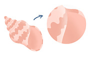 Seashells Collection, an Object Illustration by yarynabo (Thumbnail 4 of 14)