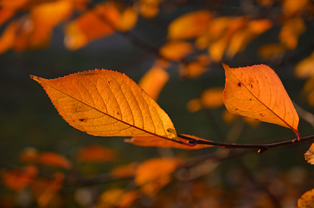 Bright autumn red leaves in sunlight