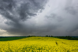 Yellow rapeseed field with a pathway through the blooming flower, a Nature Photo by Eugene_Photo