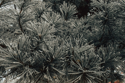 Snow covered fir trees, a Nature Photo by Three Design