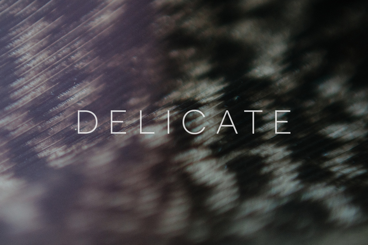Delicate | 20 Feather Photos, a Nature Photo by Melanie Helena (Photo 4 of 20)