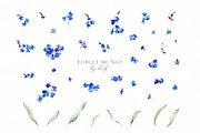 Forget-me-not watercolor, an Illustration by Olga Koelsch (Thumbnail 6 of 7)