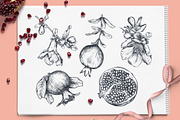 Pomegranate Fruit Vector Set, a Food Illustration by Molly art (Thumbnail 2 of 8)
