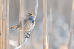 Vibrant Male Bluethroat Perched on a, an Animal Photo by Pakosta