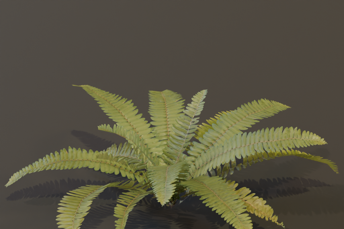 A realistic 3D fern, a Plants & Tree 3D Model by FuturePastCreatives (Photo 1 of 4)