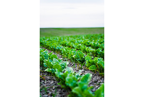 Sugar beet rows stretch across a, a Nature Photo by volodymyrshtun13795