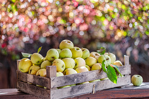 Ripe apples in the wooden box, a Food & Drink Photo by Volff