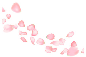 Pink sakura or rose falling petals
