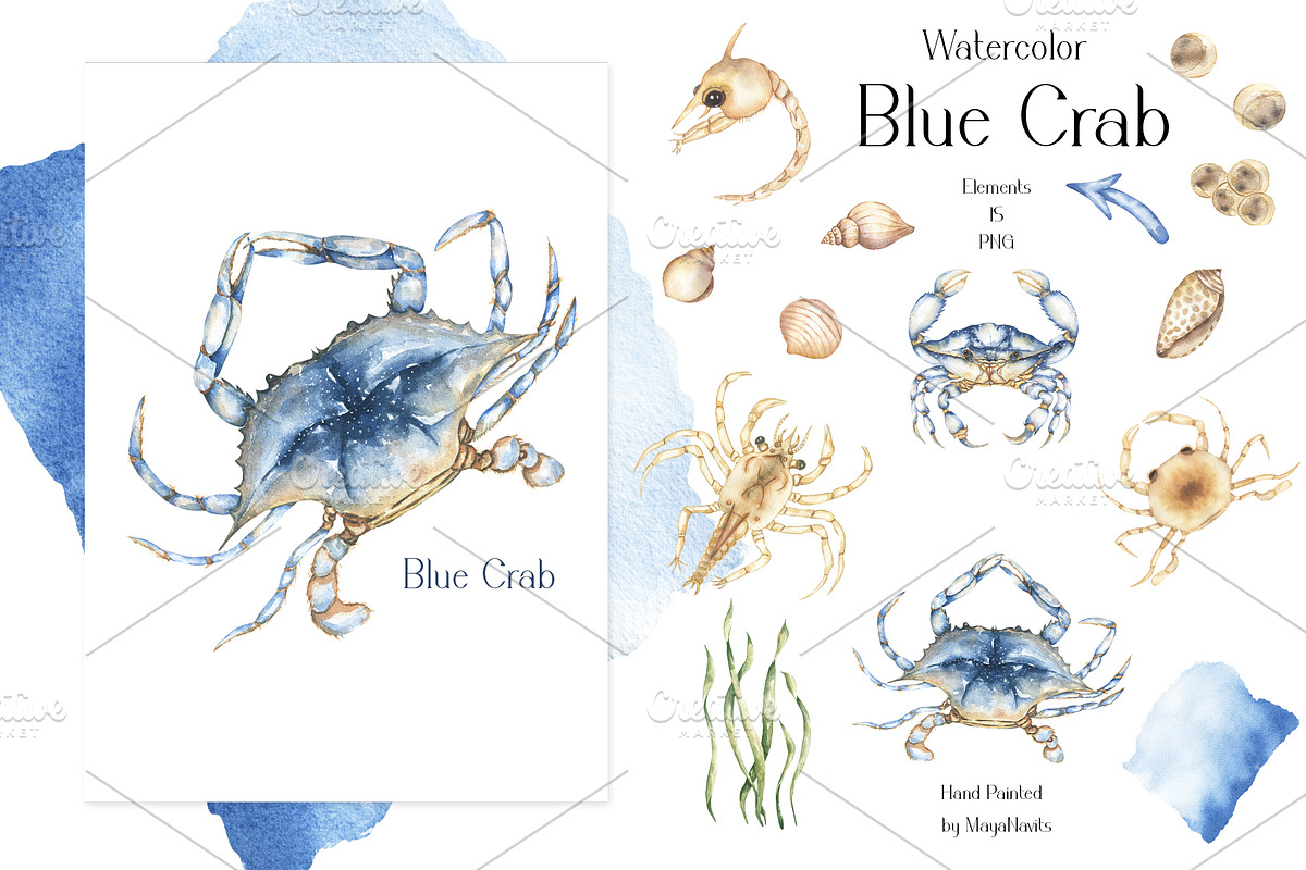 Watercolor Blue Crab Life Cycle Set, an Education Illustration by MayaNavits (Photo 3 of 8)