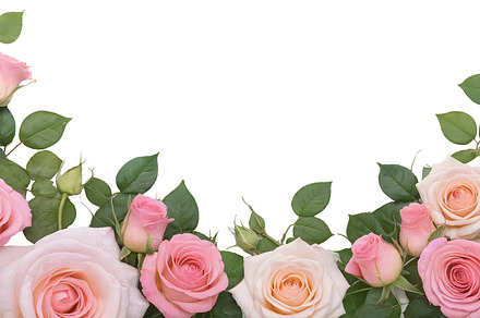 rose flowers transparent background