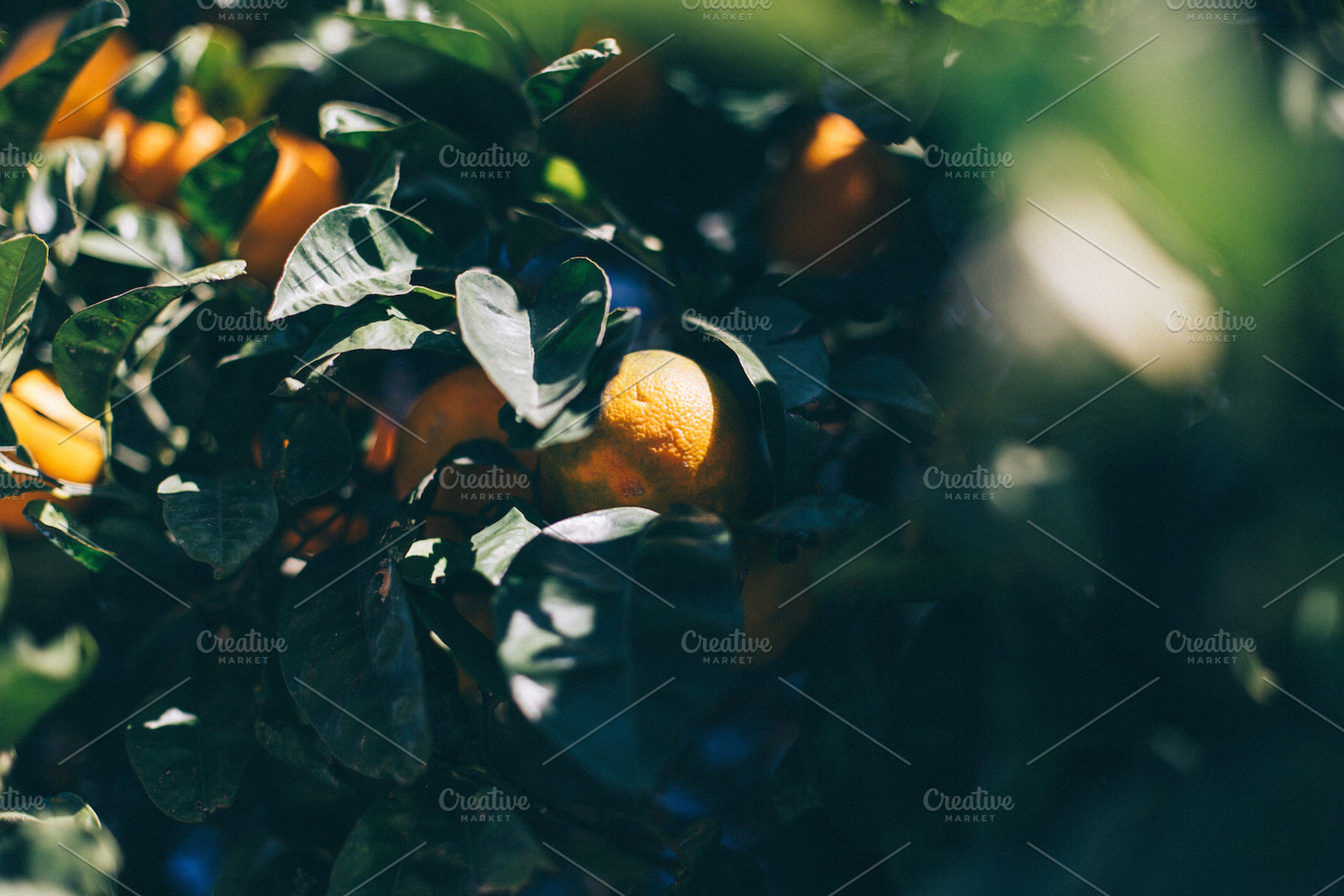 Greek tangerine tree, a Nature Photo by Walking Blonde