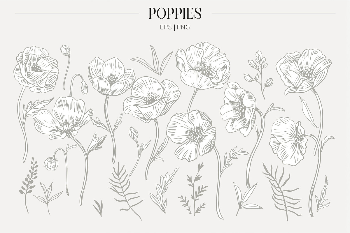 Elegant Poppies Spring flowers, an Illustration by ms Julia Nova (Photo 3 of 7)