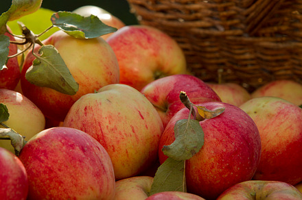 Apples Featuring Apple Garden And Fruit preview 5