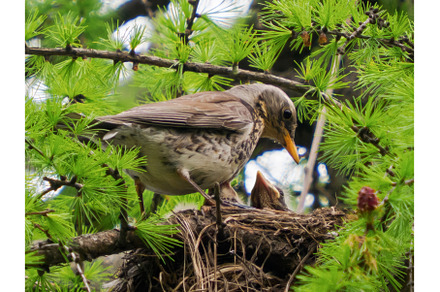 Fieldfare or Turdus pilaris in nest, a Nature Photo by Fascinadora
