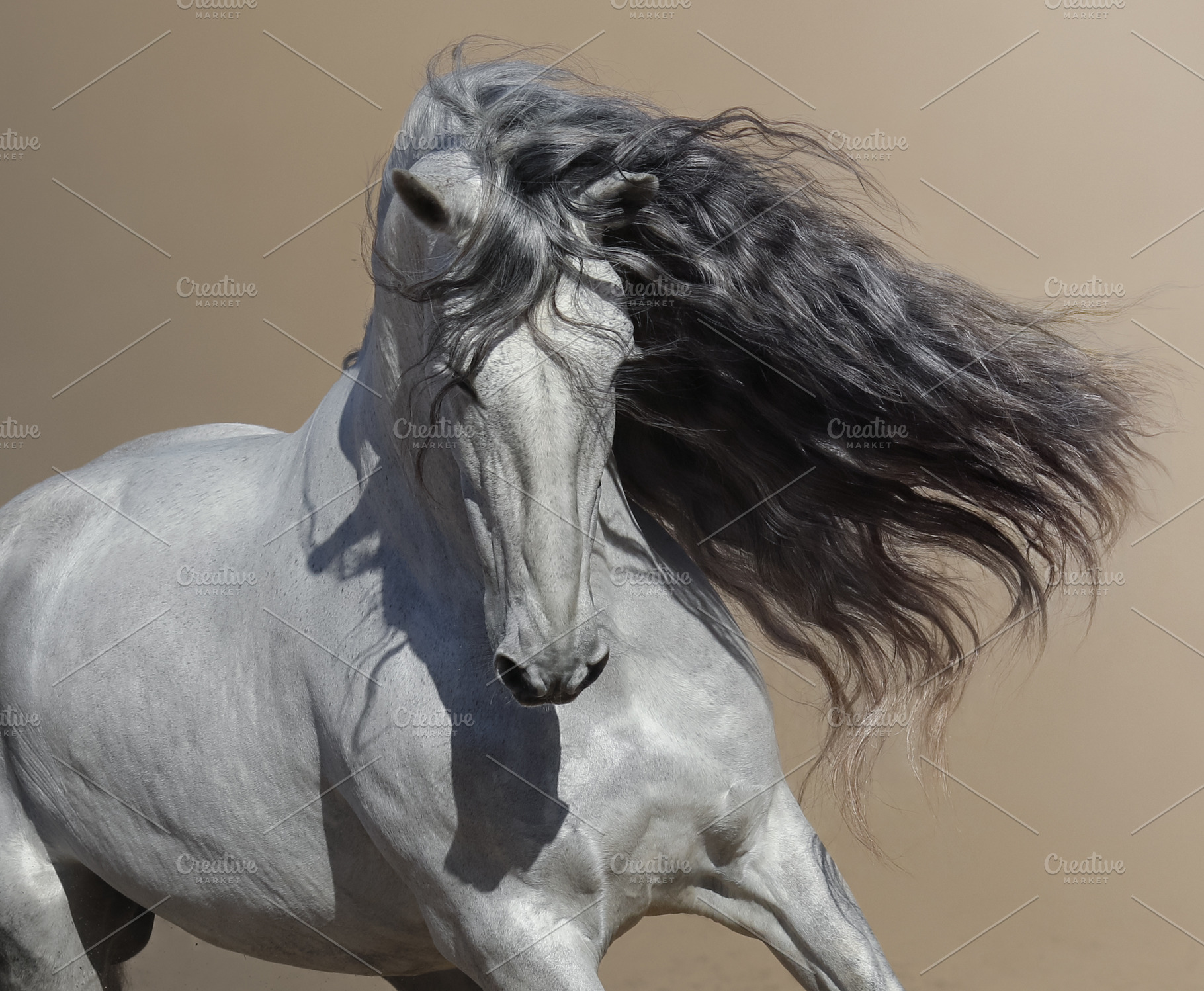 White Andalusian horse, an Animal Photo by Horses and Dogs