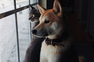 CatDog I