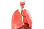 Lungs animated, a Characters & Person 3D Model by konstantin.ermolaev (Thumbnail 1 of 13)