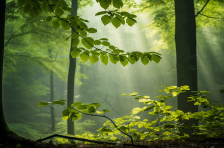 Beautiful branches with vivid green leaves on sunny bokeh background of greener, an Abstract Photo by Natalia Klenova's Shop