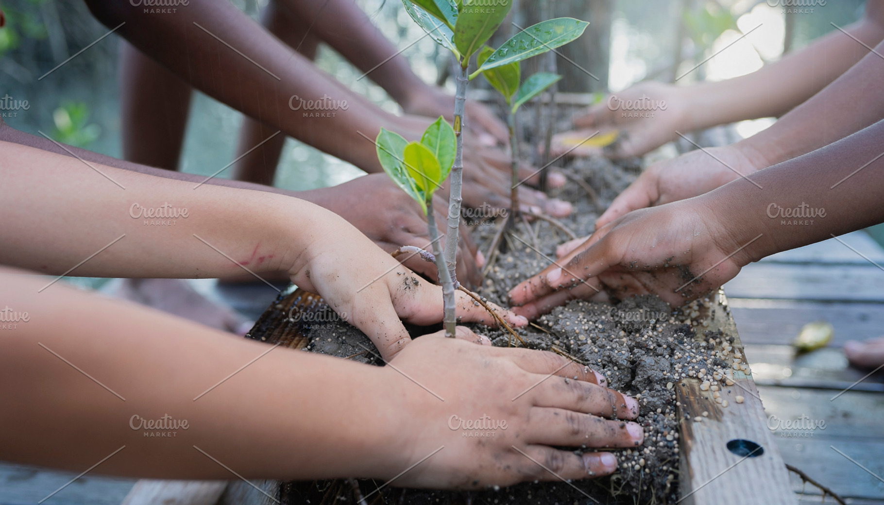 Multiple kids hands planting a small green sprout in rich soil, a Person Photo by DanFLCreativo