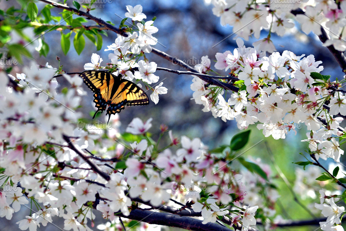 Butterfly Blossom, a Nature Photo by KABSPHOTOGRAPHY (Photo 1 of 2)