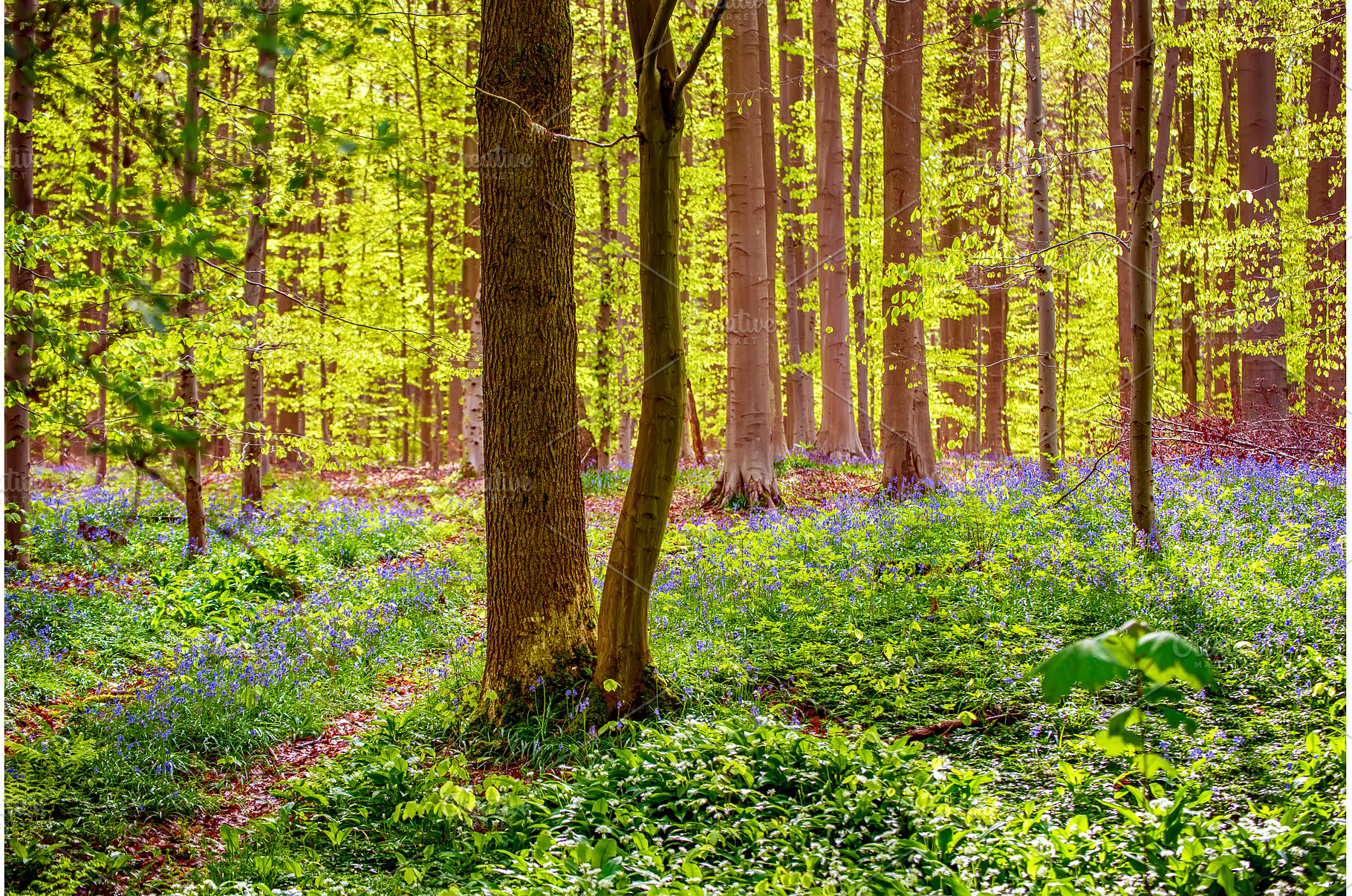 Blossoming lovely spring violet-blue, a Nature Photo by Nature and travel