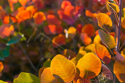 Colorful autumn leaves featuring flower, background, and design, a Nature Photo by Irina Sokolovskaya