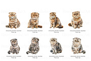 Scottish Fold Cat Clipart, Cat Breed, an Animal Illustration by BrushstrokeArtGB (Thumbnail 6 of 9)