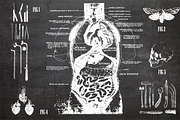Vintage Medical Vectors, an Object Graphic by the little wonder shop (Thumbnail 2 of 3)
