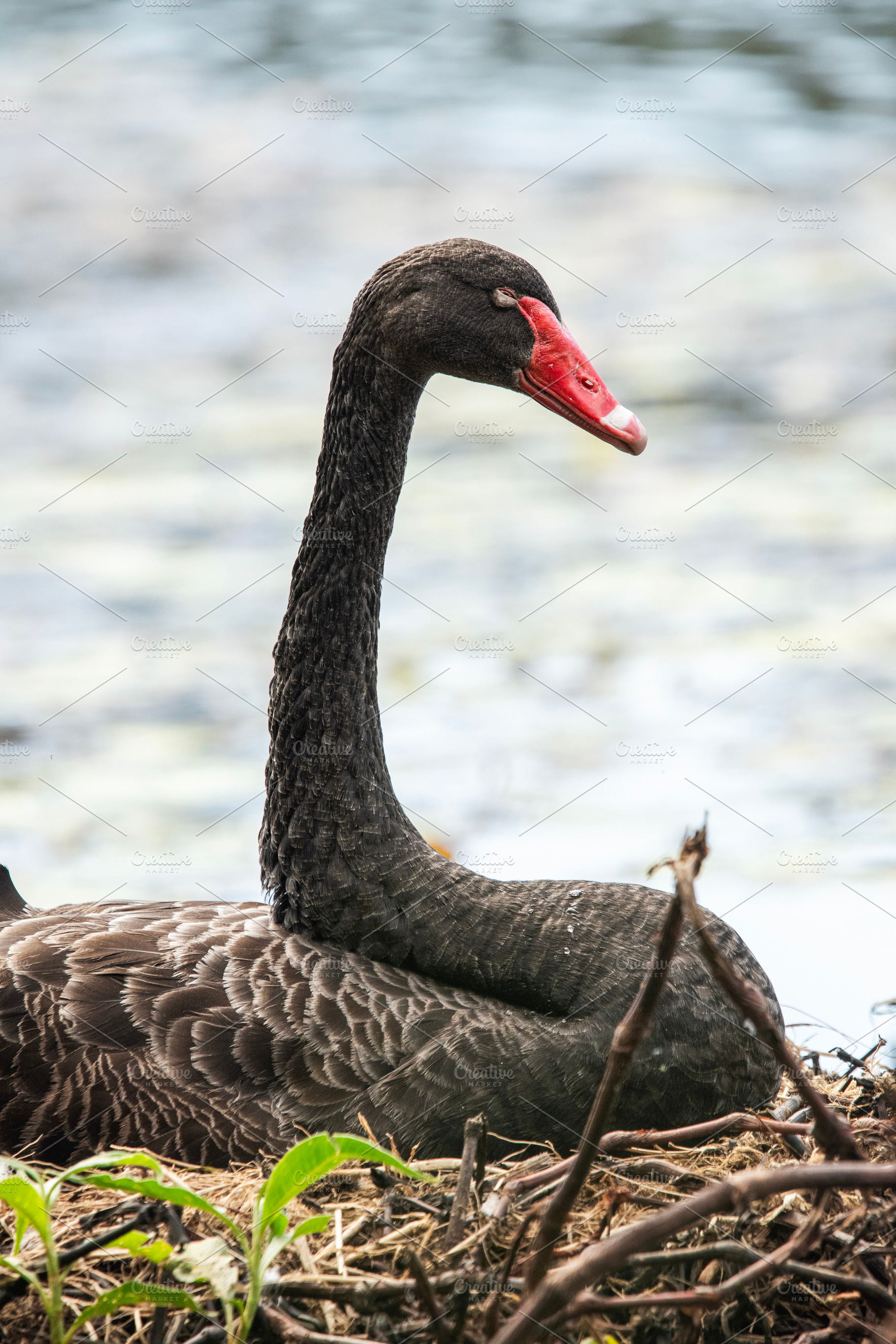 Black Swan Bird, an Animal Photo by Rob D Animal Photography