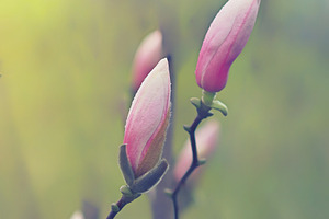 Bud of pink magnolia