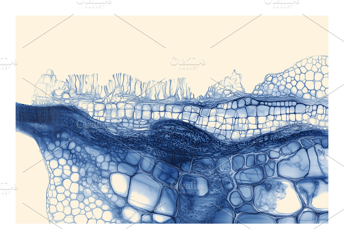 Bimo Co. 3 · Blue Organic Textures, a Texture Illustration by milatovar (Photo 7 of 24)