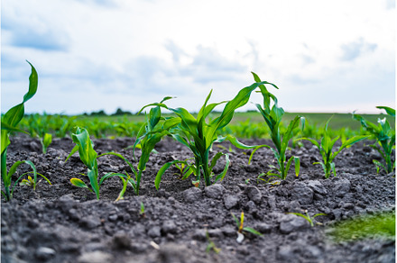 Low angle view of young corn