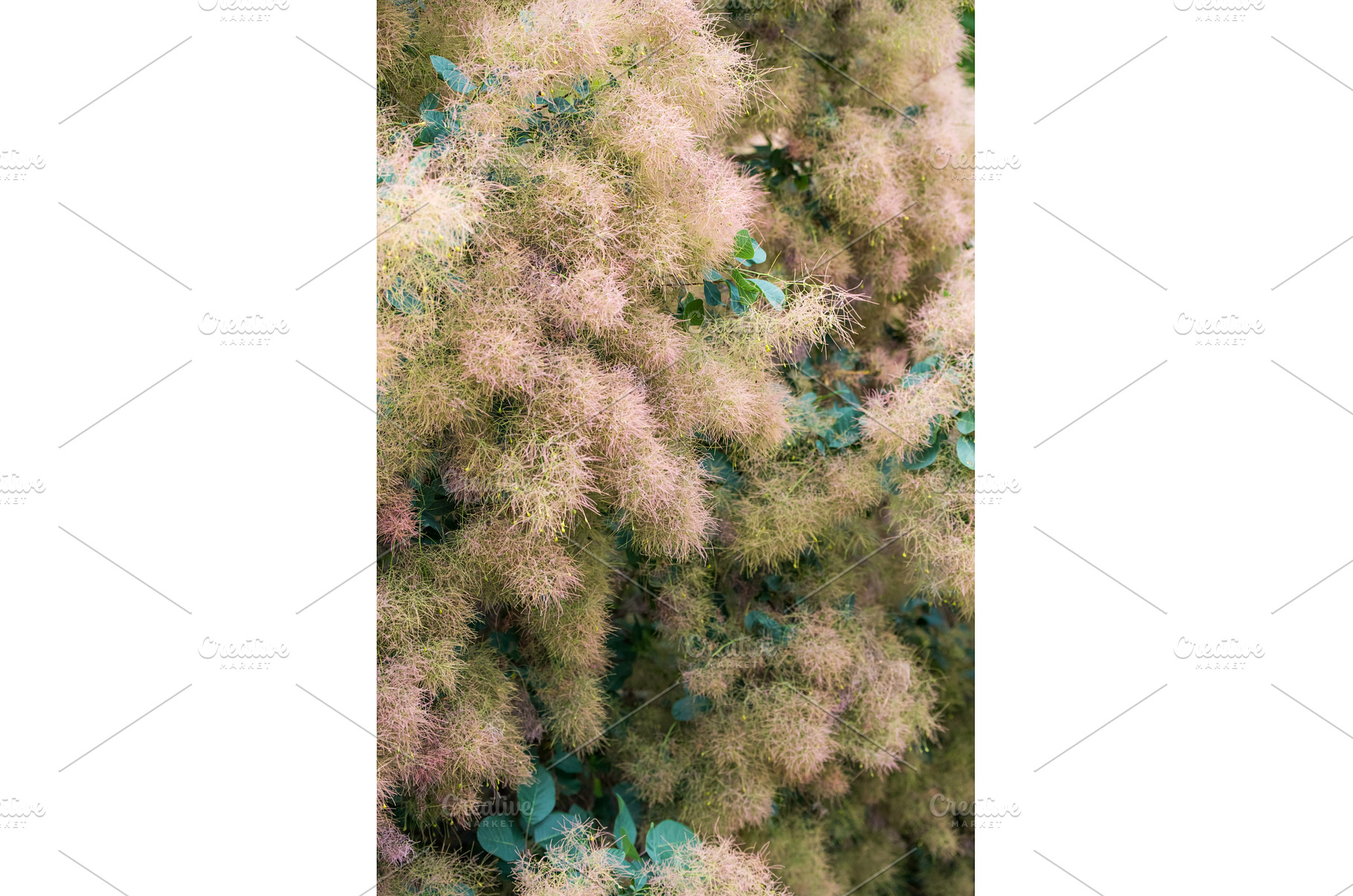 Cotinus coggygria Latin-Cotinus, a Nature Photo by COLORFUL