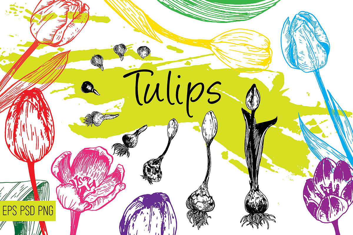 Tulips. Engraving bulb flowers, an Illustration by Alena Kaz (Photo 1 of 5)