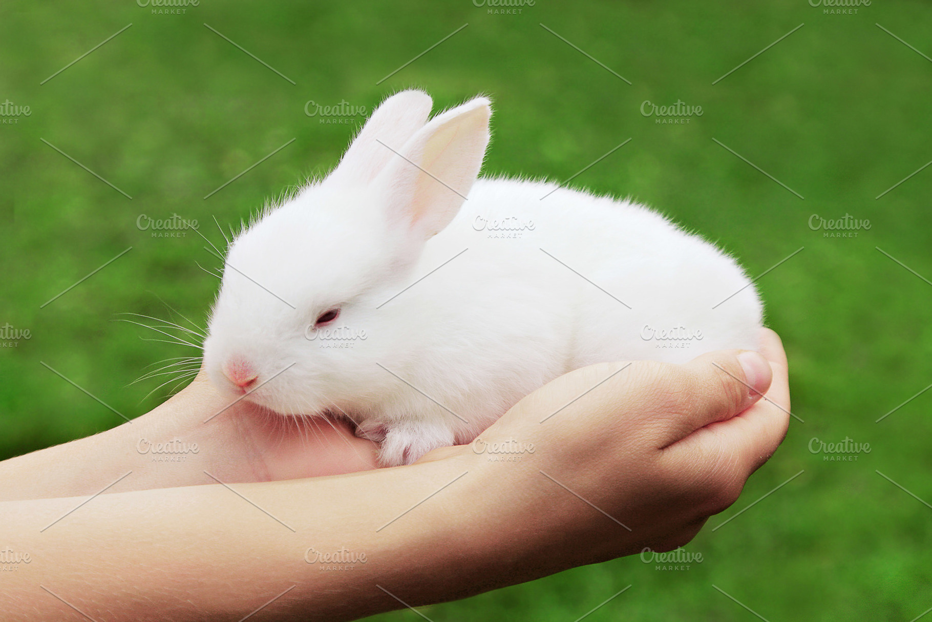 Beauty rabbit, a Photo by saiko3p