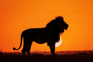 Lion Silhouette at Sunset, an Animal Photo by Ales Munt