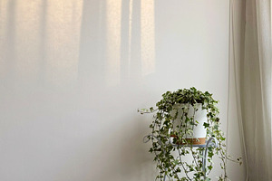 English ivy in white flower pot, a Nature Photo by ArtBackground