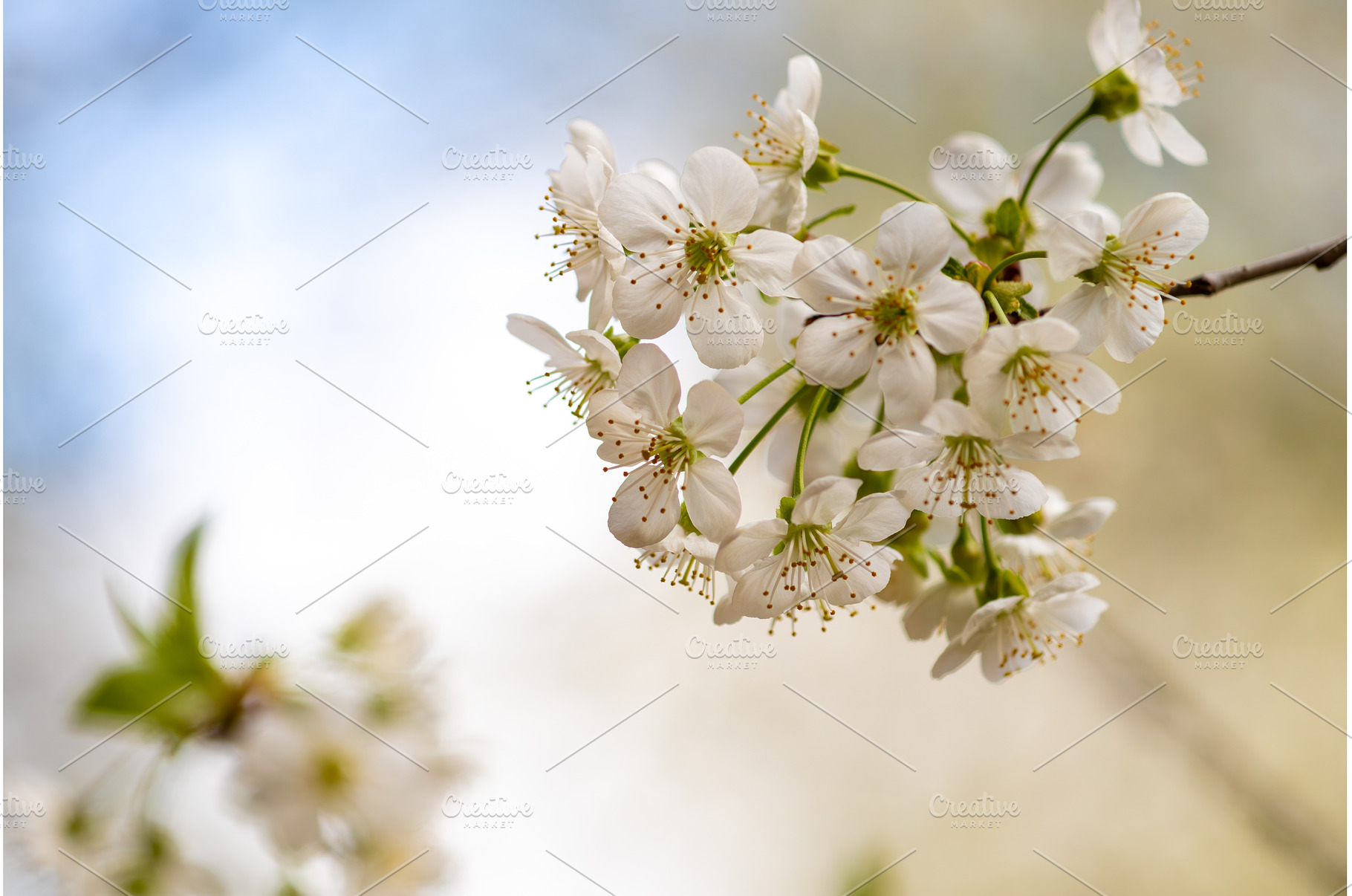 Blooming White Cherry Tree Branches, a Nature Photo by BeOGraphic