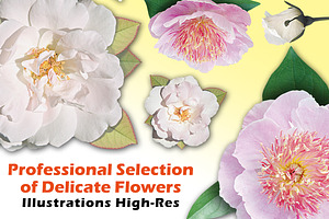 Peonies and white  roses
