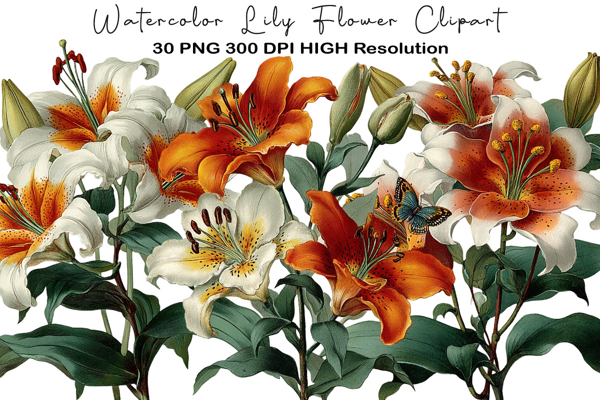 Watercolor Lily Flower Clipart, an Illustration by Black Bird Studio (Photo 1 of 5)