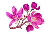 4 Apple Tree Flower Branches, an Illustration by MarynaPetrovska (Thumbnail 3 of 14)