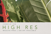 Real Leaves - Green Cutout Leaf, an Object Graphic by Fox & Bear (Thumbnail 3 of 6)