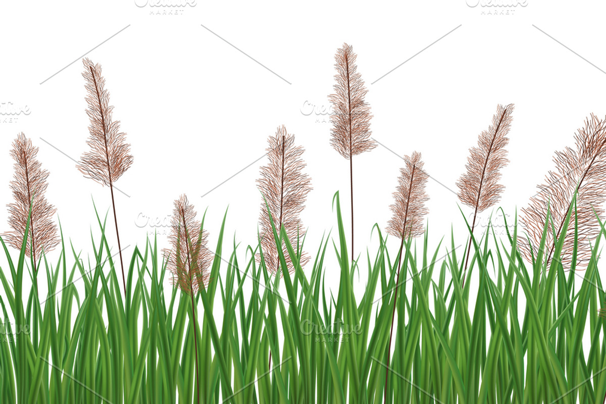 Realistic reeds and rushes on white., a Graphic by Ederella