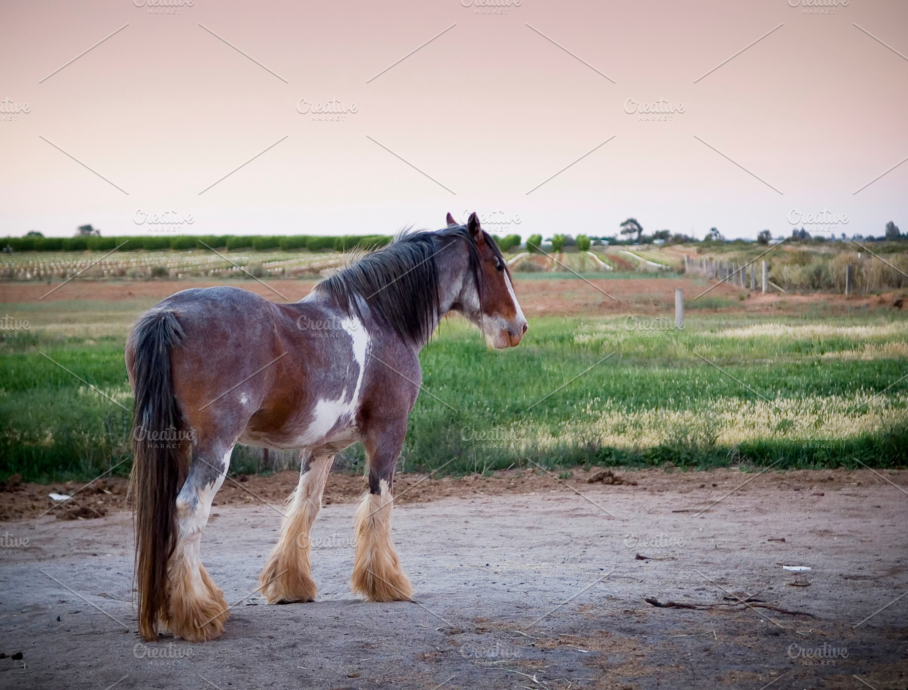 Clydesdale Horse, an Animal Photo by THP Creative