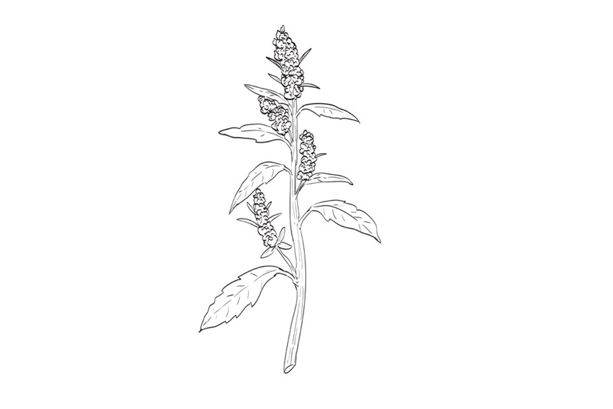 Lamb's Quarters Wild Plant Drawing, a Decorative Illustration by patrimonio (Photo 1 of 3)