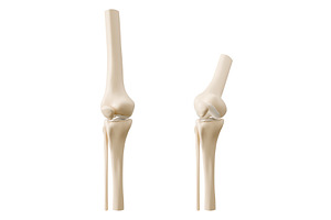 3D knee joint anatomy models, an Object Illustration by art PVP - market