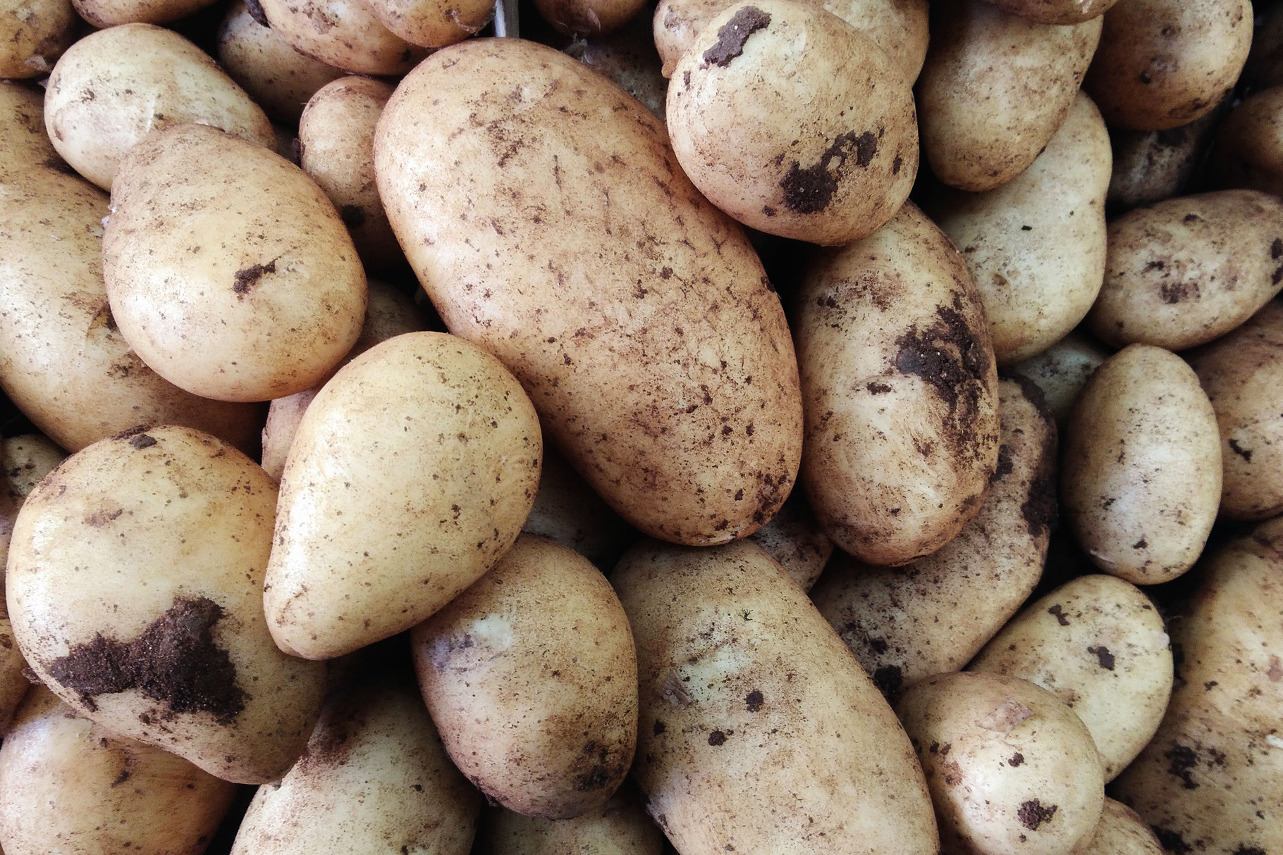 Potato texture, a Food & Drink Photo by Mark1987